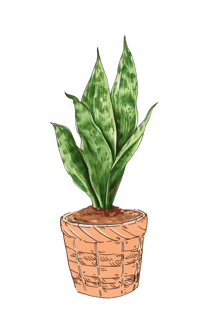 Sketch of Snake plant : r/learntodraw
